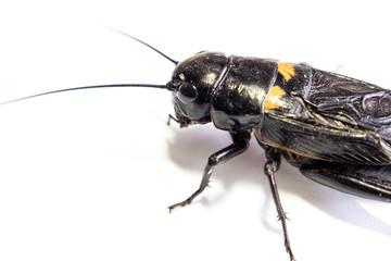 Common black cricket , isolated insect on white background