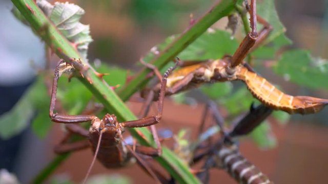 4K Close Up Jungle Spiny Green Stick Insect, Giant Nature Bug