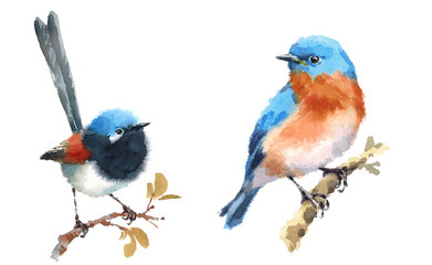 Fairy Wren and Bluebird Two Birds Watercolor Hand Painted Illustration Set isolated on white background