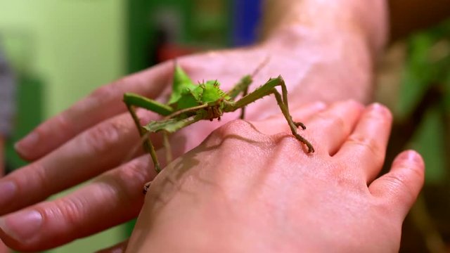 Heteropteryx dilatata 標本 ヒラタナナフシムシ Yahoo!オークション