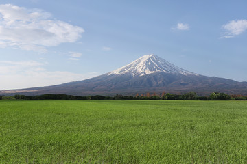 Rice in the rice farming area and have Mount Fuji in the daytime.
