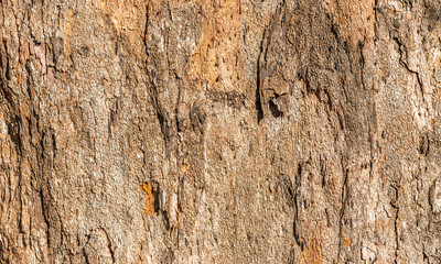 Textura de casca de árvore.