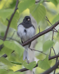 Dark-eyed Junco