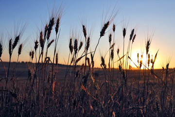 juicy wheat field in bright sunlight