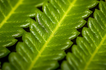 green lush of fern leaves