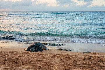 Sea Turtles on a Hawaiian Beach during an Ocean Sunset