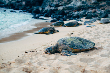 Obraz premium Sea Turtles on a Hawaiian Beach at Sunset