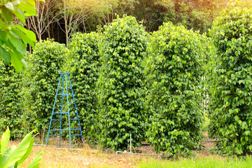 pepper tree planted in Chanthaburi province, Thailand