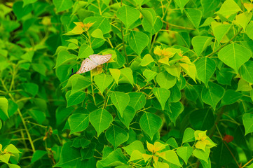 Butterfly with natural background of green leaves