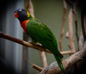 Lorikeet