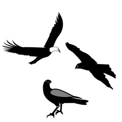 Eagle Silhouette on white background