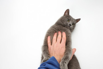 gray cat grabbed his hand paws on white background