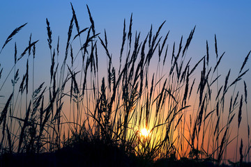 silhouette of grass in a field at sunset.