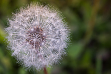 Fototapeta premium Dandelion Seedhead Closeup