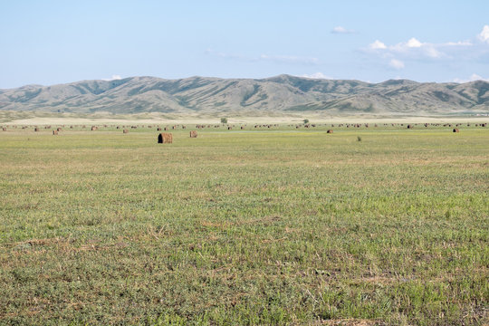 Haymaking Meadow with background of mountains. East Kazakhstan Region.