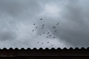 Flock of flying pigeons under dramatic sky