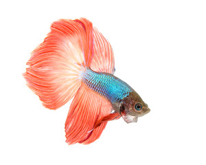 Siamese fighting fish isolated on white background., Betta fish.