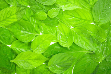 Green leaf organic texture background.