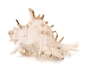 Shell isolated on white background.
