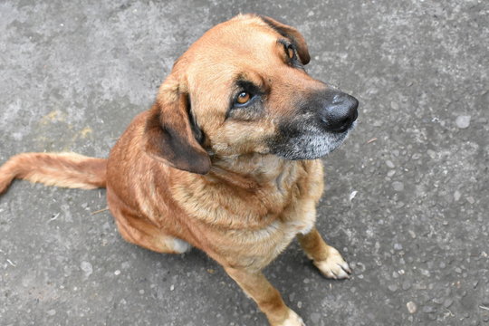 canino