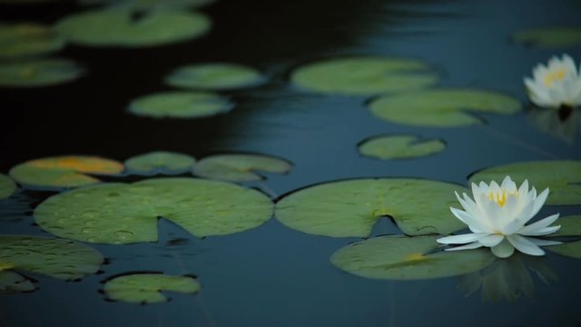 睡蓮の花　志賀高原