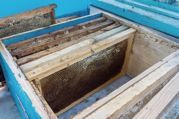 Yellow beautiful honeycomb frame with honey. Close up
