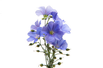 Flax flowers isolated