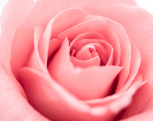 Fototapeta na wymiar Close-up image of beautiful pink rose flower with copy space. Valentine day, love and wedding concept.