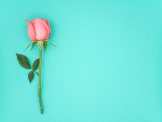 Top view image of pink beautiful rose flower with copy space on green background, Pastel colors. Valentine day, love and wedding concept.