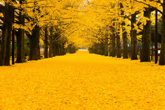 銀杏 Photos Royalty Free Images Graphics Vectors Videos Adobe Stock 銀杏 Photos Royalty Free Images Graphics Vectors Videos Adobe Stock