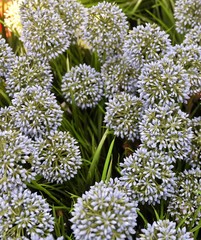 Blue Artificial Giant Onion Flower or Allium Giganteum
