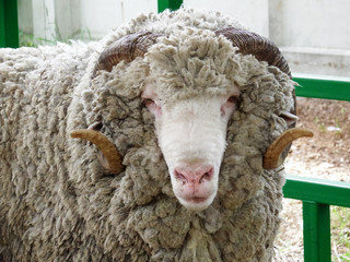 Sheep of breed - Soviet merino. Siberian agrotechnical exhibition-fair "Agro-Omsk 2017"