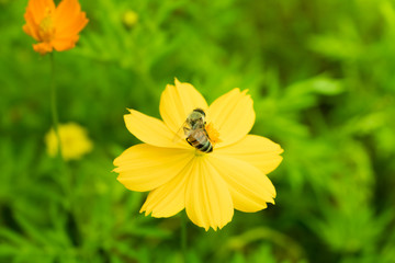 Insect on natural flower garden on holiday