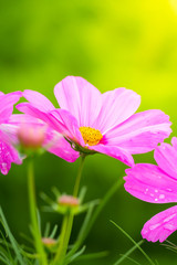 Fototapeta premium The background image of the colorful flowers background nature