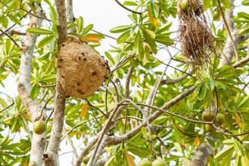 Wasp nest on tree in forest