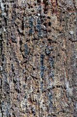 bark texture