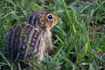thirteen striped ground suirrel