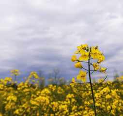 Obraz premium Rapeseed field, Blooming canola flowers close up. Rape on the field in summer.