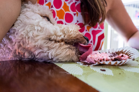 A Cute Dog Eating A Woman's Cupcake