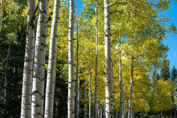 Colorado Aspens in Autumn