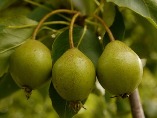 若い梨の実