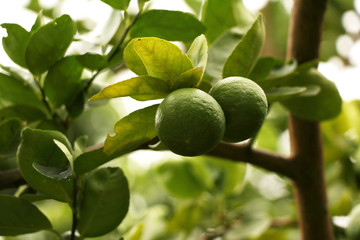 group of limes tree in natural background,one of species of citrus,it is full of vitamin c and often used to accent the flavours of foods and beverages.