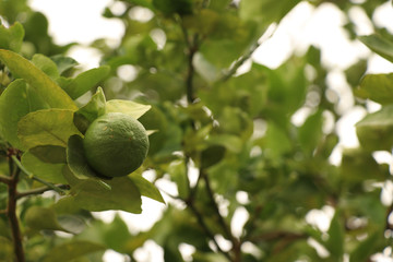 group of limes tree in natural background,one of species of citrus,it is full of vitamin c and...