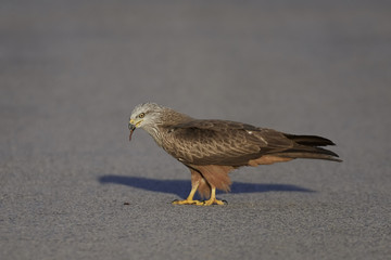 Black kite (Milvus migrans)