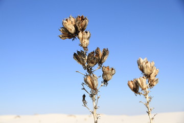 ホワイトサンズ