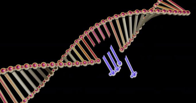 DNA molecule structure repair, editing and manipulation. 3d animation