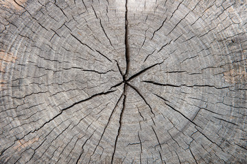 tree stumps and felled forest deforestation abstract for background