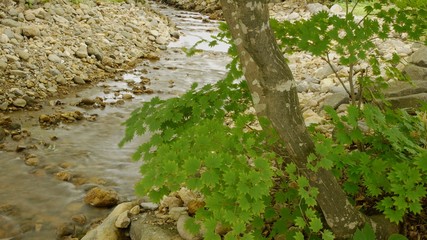 森の中　小さな川の流れ