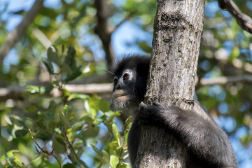 Dusky leaf monkey, Spectacled Langur in Thailand.