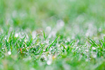 Wet green grass